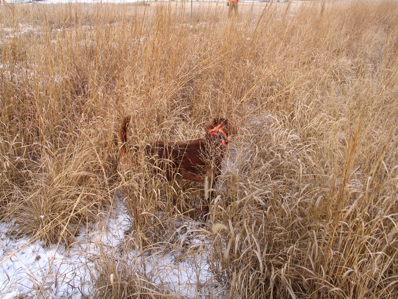 Brophy’s Molly McLucky Charm AKC SN595774/02 - 3